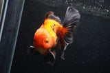 Thai Oranda  Red Black 5 Inch (ID#411T6c-111)