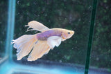 Dumbo Multicolor Halfmoon Male Betta (ID#801-M411) Free2Day SHIPPING