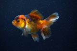 Baby Thai Oranda  Red Black 3.5 Inch (ID#307TPTA-99) Free2Day SHIPPING