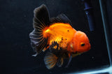 Thai Oranda  Red Black 5 Inch (ID#411T6c-111)