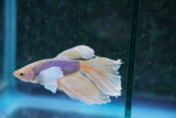 Dumbo Multicolor Halfmoon Male Betta (ID#801-M411) Free2Day SHIPPING