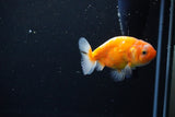 Ranchu  Sakura 3 Inch (ID#1115R1c-88) Free2Day SHIPPING