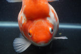 Giant Ryukin  Red White 6.5 Inch (ID#0103Ry7a-110)