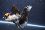 Thai Oranda  Tricolor 5.5 Inch (ID#1018To1b-86) Free2Day SHIPPING