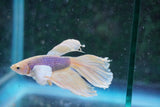 Dumbo Multicolor Halfmoon Male Betta (ID#801-M411) Free2Day SHIPPING