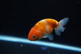 Ranchu  Calico 2.5 Inch (ID#1115R1c-89) Free2Day SHIPPING