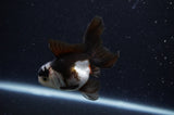 Baby Thai Oranda  Panda 3 Inch (ID#307TPTA-100) Free2Day SHIPPING
