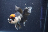 Thai Oranda  Tricolor 5.5 Inch (ID#1018To1b-86) Free2Day SHIPPING