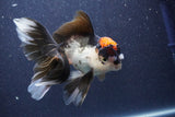 Thai Oranda  Tricolor 5.5 Inch (ID#1018To1b-86) Free2Day SHIPPING