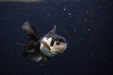 Baby Thai Oranda  Panda 3 Inch (ID#307TPTA-100) Free2Day SHIPPING