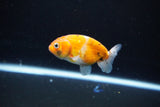 Ranchu  Calico 2.5 Inch (ID#1115R1c-89) Free2Day SHIPPING