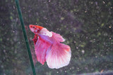 Dumbo Multicolor Halfmoon Male Betta (ID#801-M412) Free2Day SHIPPING