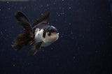 Baby Thai Oranda  Panda 3 Inch (ID#307TPTA-100) Free2Day SHIPPING