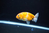 Ranchu  Calico 2.5 Inch (ID#1115R1c-89) Free2Day SHIPPING