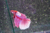 Dumbo Multicolor Halfmoon Male Betta (ID#801-M412) Free2Day SHIPPING