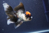 Thai Oranda  Tricolor 5.5 Inch (ID#1018To1b-86) Free2Day SHIPPING