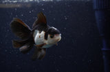 Baby Thai Oranda  Panda 3 Inch (ID#307TPTA-100) Free2Day SHIPPING