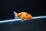 Ranchu  Calico 2.5 Inch (ID#1115R1c-89) Free2Day SHIPPING