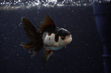 Baby Thai Oranda  Panda 3 Inch (ID#307TPTA-100) Free2Day SHIPPING