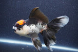 Thai Oranda  Tricolor 5.5 Inch (ID#1018To1b-86) Free2Day SHIPPING