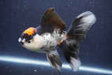 Thai Oranda  Tricolor 5.5 Inch (ID#1018To1b-86) Free2Day SHIPPING