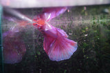 Dumbo Multicolor Halfmoon Male Betta (ID#801-M412) Free2Day SHIPPING