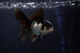 Baby Thai Oranda  Panda 3 Inch (ID#307TPTA-100) Free2Day SHIPPING
