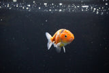 Ranchu  Calico 2.5 Inch (ID#1115R1c-89) Free2Day SHIPPING