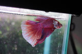 Dumbo Multicolor Halfmoon Male Betta (ID#801-M412) Free2Day SHIPPING