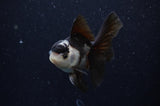 Baby Thai Oranda  Panda 3 Inch (ID#307TPTA-100) Free2Day SHIPPING
