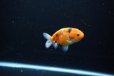 Ranchu  Calico 2.5 Inch (ID#1115R1c-89) Free2Day SHIPPING