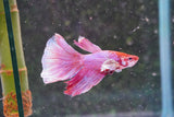 Dumbo Multicolor Halfmoon Male Betta (ID#801-M412) Free2Day SHIPPING