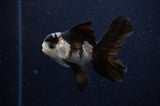 Baby Thai Oranda  Panda 3 Inch (ID#307TPTA-100) Free2Day SHIPPING