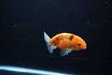 Ranchu  Calico 2.5 Inch (ID#1115R1c-89) Free2Day SHIPPING