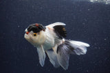 Thai Oranda  Panda 5 Inch (ID#1022To1b-80) Free2Day SHIPPING