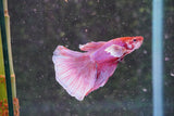 Dumbo Multicolor Halfmoon Male Betta (ID#801-M412) Free2Day SHIPPING