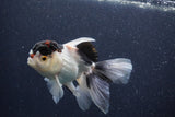 Thai Oranda  Panda 5 Inch (ID#1022To1b-80) Free2Day SHIPPING