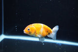 Ranchu  Calico 2.5 Inch (ID#1115R1c-89) Free2Day SHIPPING