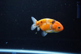 Ranchu  Calico 2.5 Inch (ID#1115R1c-89) Free2Day SHIPPING