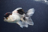 Thai Oranda  Panda 5 Inch (ID#1022To1b-80) Free2Day SHIPPING