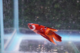 Nemo Galaxy  Koi Plakat Male Betta (ID#801-M413) Free2Day SHIPPING