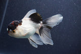 Thai Oranda  Panda 5 Inch (ID#1022To1b-80) Free2Day SHIPPING