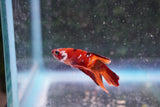 Nemo Galaxy  Koi Plakat Male Betta (ID#801-M413) Free2Day SHIPPING