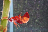 Nemo Galaxy  Koi Plakat Male Betta (ID#801-M413) Free2Day SHIPPING