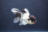 Thai Oranda  Panda 5 Inch (ID#1022To1b-80) Free2Day SHIPPING