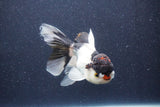 Thai Oranda  Panda 5 Inch (ID#1022To1b-80) Free2Day SHIPPING