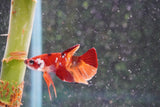 Nemo Galaxy  Koi Plakat Male Betta (ID#801-M413) Free2Day SHIPPING