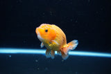 Ranchu  Red White 3 Inch (ID#1115R1c-90) Free2Day SHIPPING