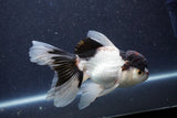 Thai Oranda  Panda 5 Inch (ID#1022To1b-80) Free2Day SHIPPING