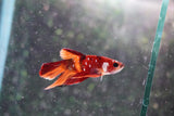 Nemo Galaxy  Koi Plakat Male Betta (ID#801-M413) Free2Day SHIPPING